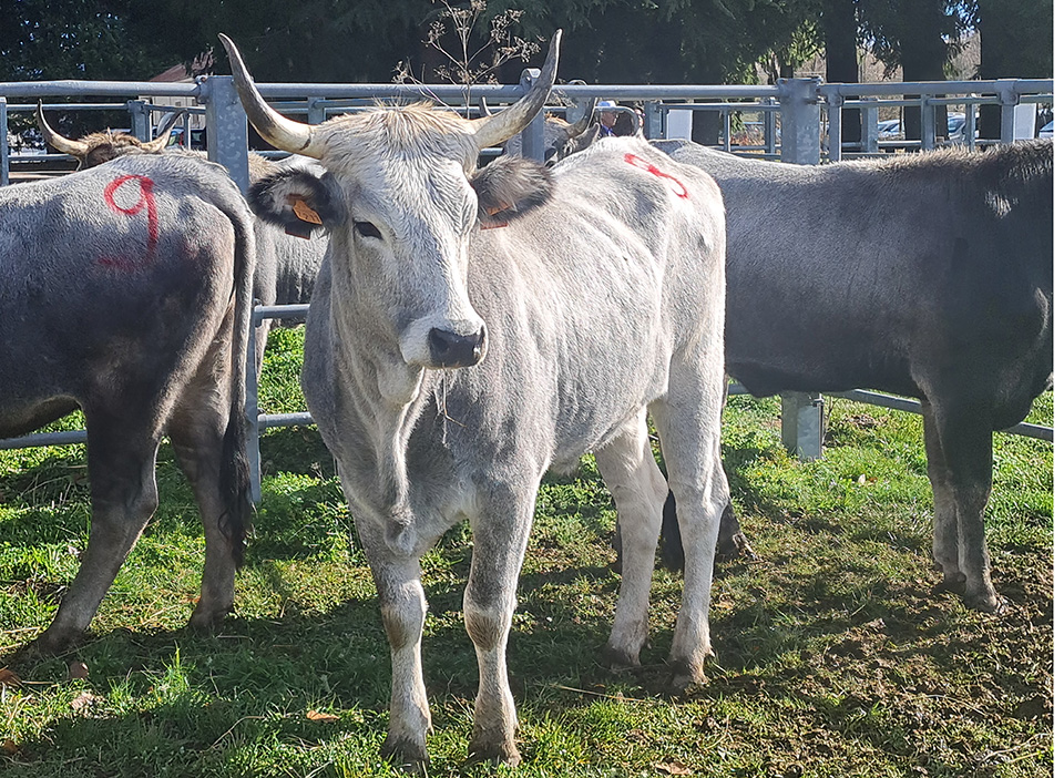 La razza Podolica tra carni di pregio e formaggi di straordinaria qualità. Allevamenti allo stato brado