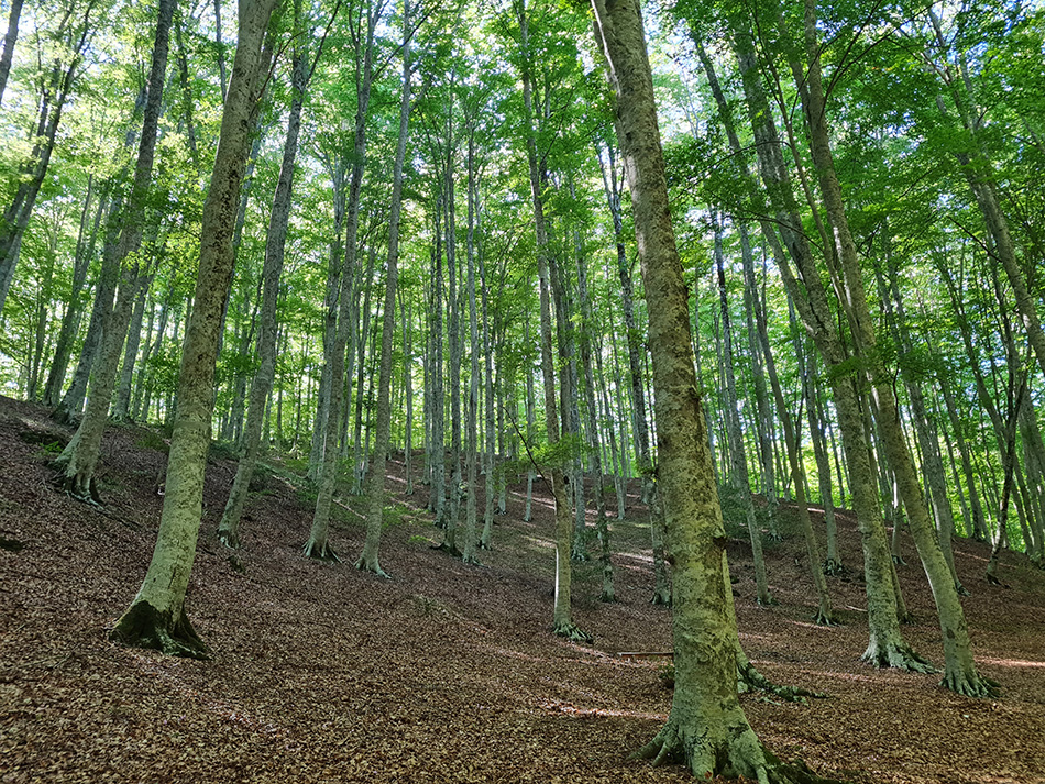 I tesori naturalistici del Reventino: la straordinaria e suggestiva Faggeta di Condrò