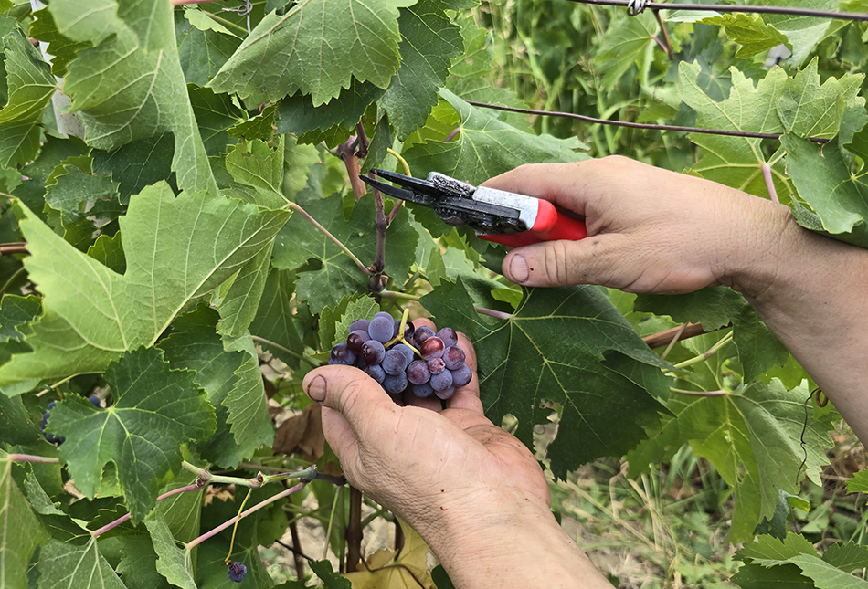 Cambiamenti climatici, vendemmia anticipata in Calabria nel 2024